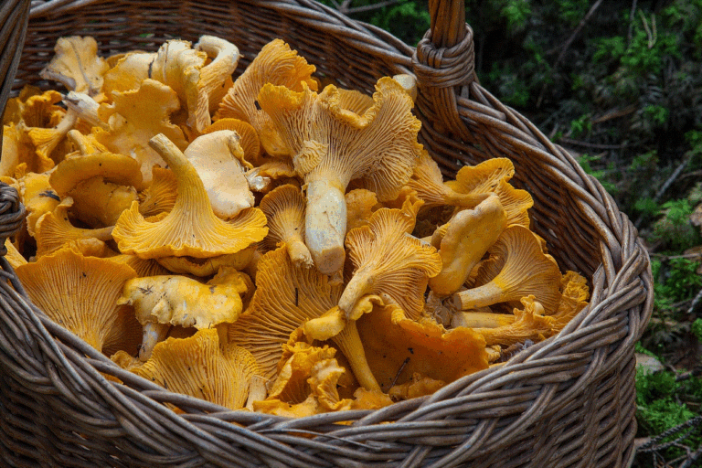 medicinal mushrooms web